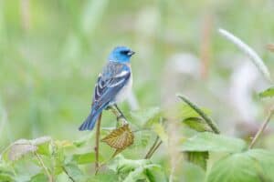 22 Types of Birds That Start With the Letter L (Pictures)