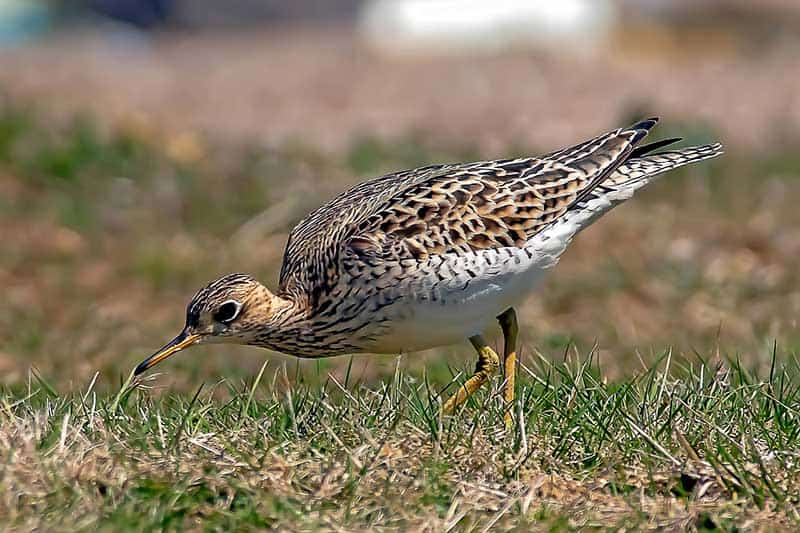 15 Amazing Birds That Start With the Letter U (Pictures) Bird Feeder Hub