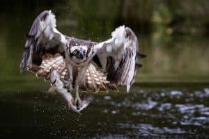 15 Unique Birds That Start With the Letter O (Pictures)