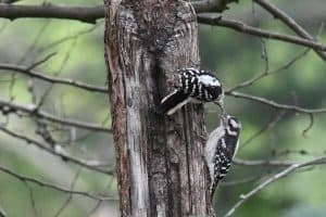 24 Interesting Facts About Downy Woodpeckers - Bird Feeder Hub