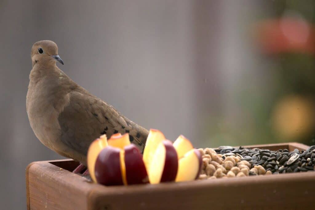 Do Mourning Doves Eat at Bird Feeders? Bird Feeder Hub