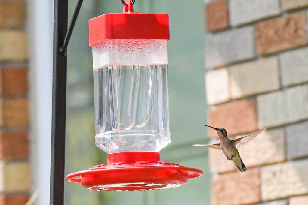 When to Put Out Hummingbird Feeders in Each State Bird Feeder Hub