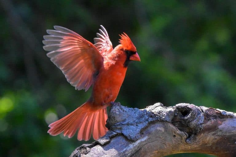 13 Types of Red Birds (with Photos) Bird Feeder Hub