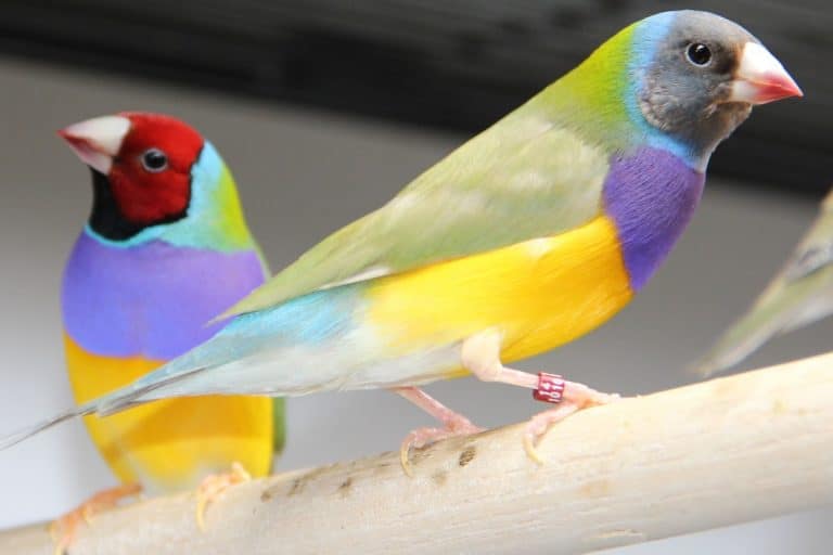 15 Facts About the Gouldian Finch (with Pictures) - Bird Feeder Hub