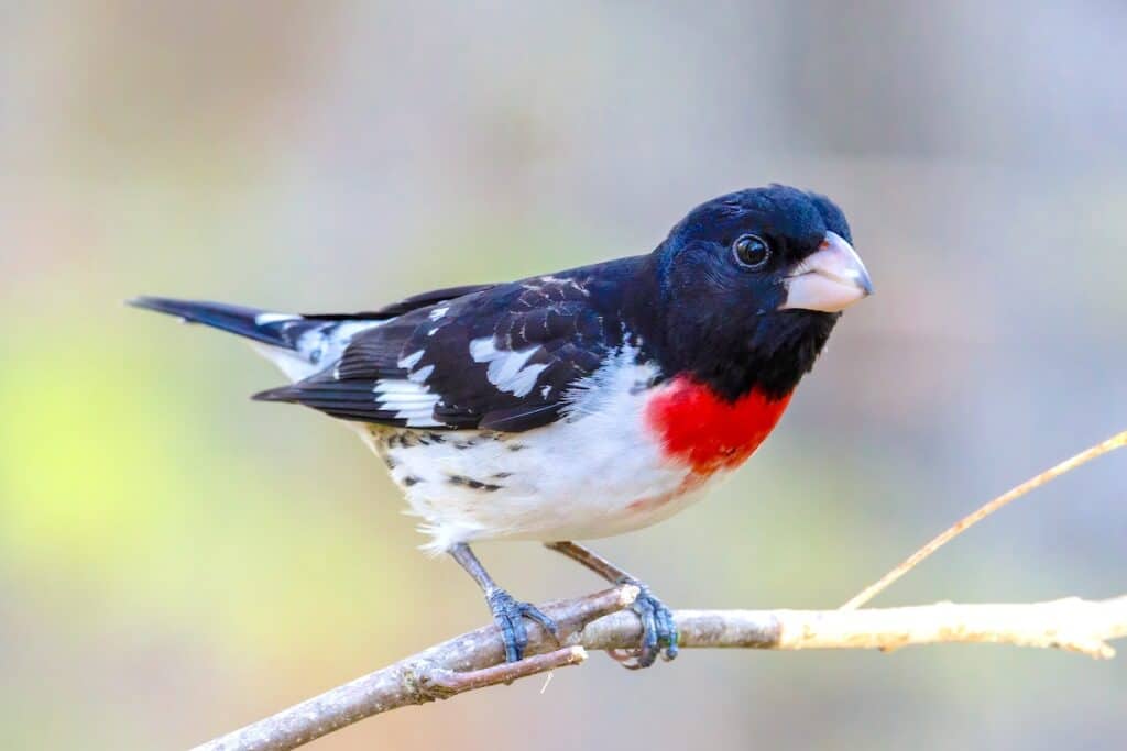 22 Interesting Facts About Rose Breasted Grosbeaks Bird Feeder Hub Rose Breasted Grosbeak Closeup 1024x683