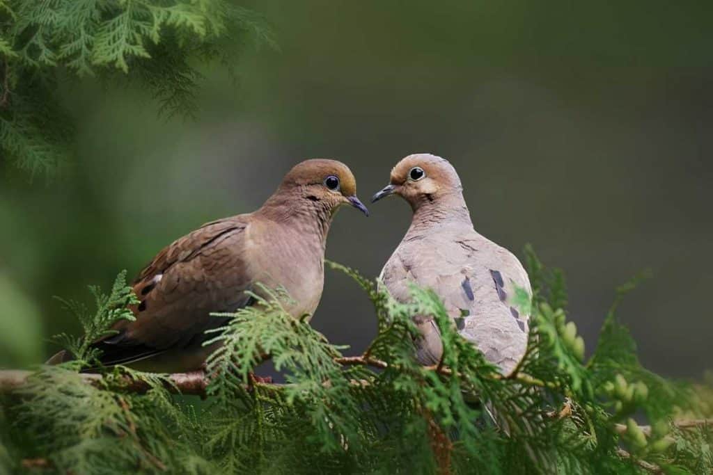 Do Mourning Doves Eat at Bird Feeders? Bird Feeder Hub