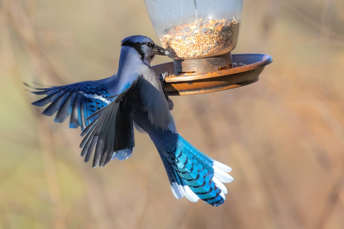 16 Types of Blue Birds (With Photos) Bird Feeder Hub