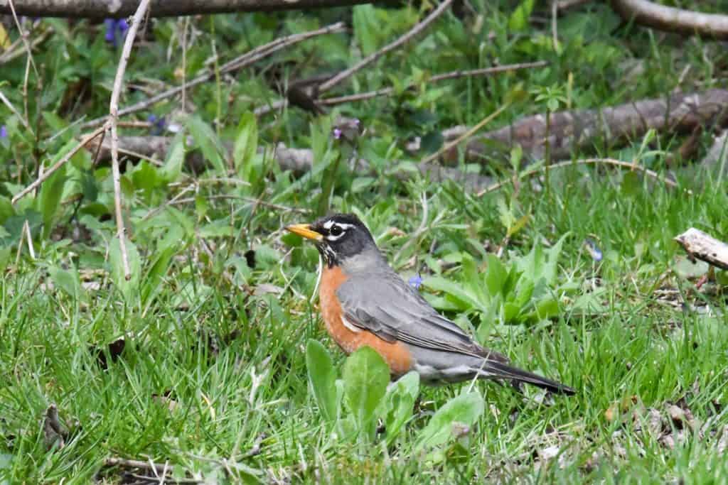 How to Attract Robins To Your Yard (6 Simple Tips) Bird Feeder Hub