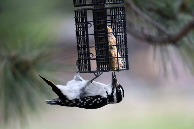 Best Suet Feeders For Woodpeckers (6 Great Choices) Bird Feeder Hub