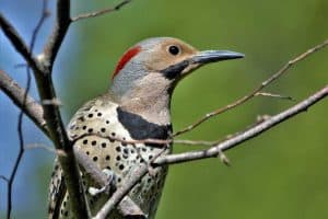 20 Types of Birds That Start With N (Pictures)