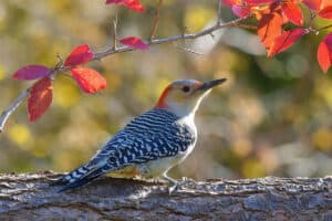 8 Species of Woodpeckers in Virginia (Pictures)