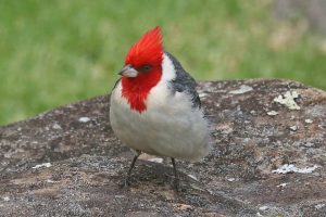 22 Species of Birds with Red Heads (Photos) - Bird Feeder Hub
