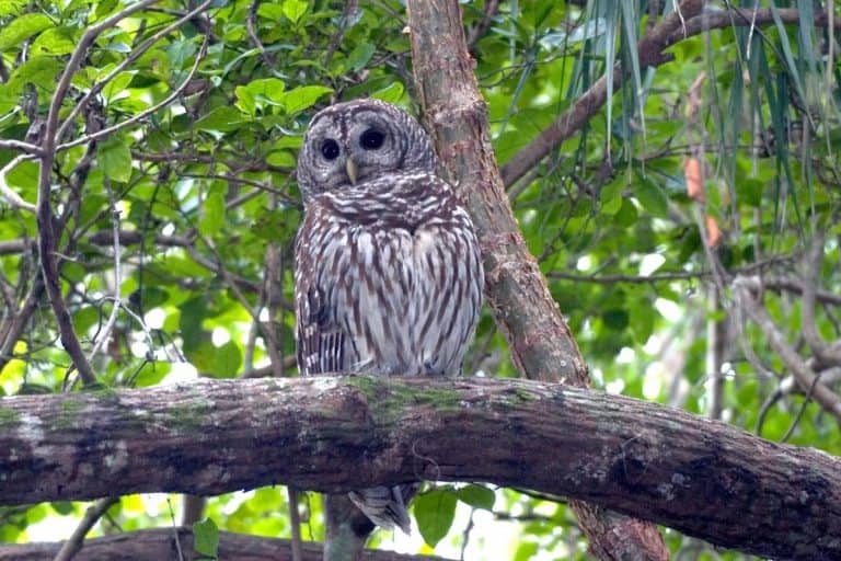 Owls in Massachusetts (8 Common Species) Bird Feeder Hub