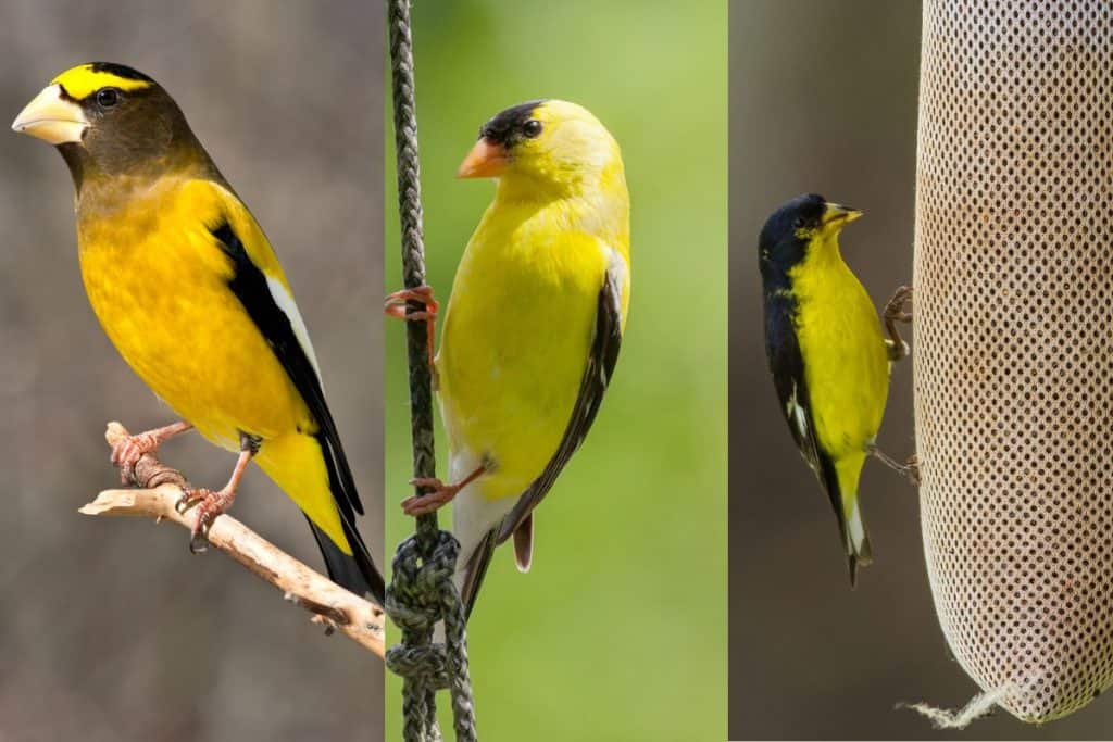 7 Birds Similar to American Goldfinches (Pictures) - Bird Feeder Hub