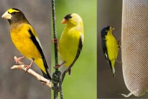 7 Birds Similar to American Goldfinches (Pictures)