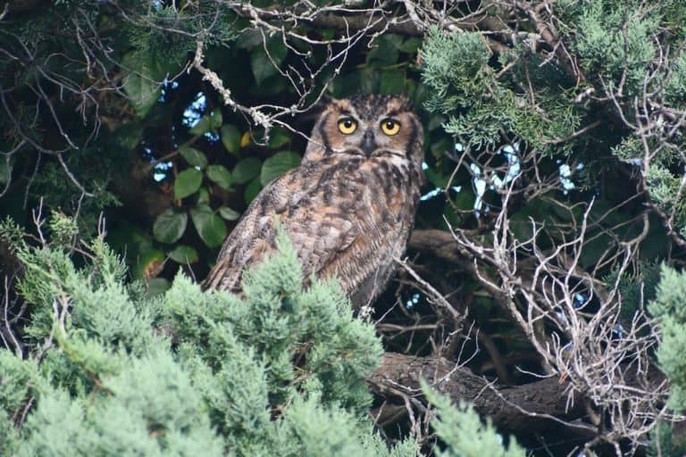 8 Owls in Mississippi & Rare) Bird Feeder Hub