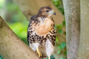 8 Types of Hawks Found in Connecticut (Photos)