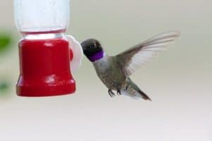 When to Take Your Hummingbird Feeders Down (In Each State) - Bird ...