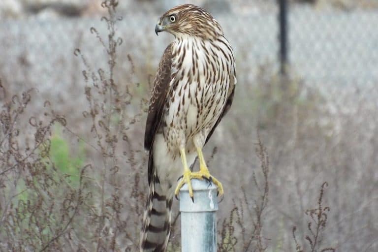 6 Types of Hawks Found in North Carolina (Pictures) Bird Feeder Hub