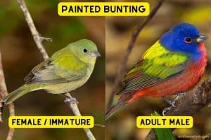 8 Birds Similar To Painted Buntings (with Photos) - Bird Feeder Hub