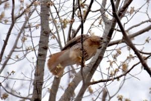 8 Types of Hawks in Delaware (Pictures)
