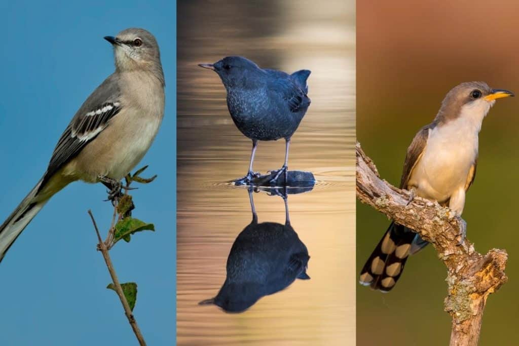 15 Types of Gray Birds (with Photos) Bird Feeder Hub