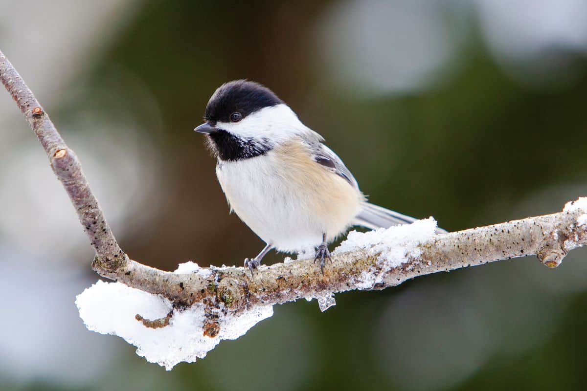 How to Attract Chickadees to Your Yard (7 Helpful Tips) - Bird Feeder Hub