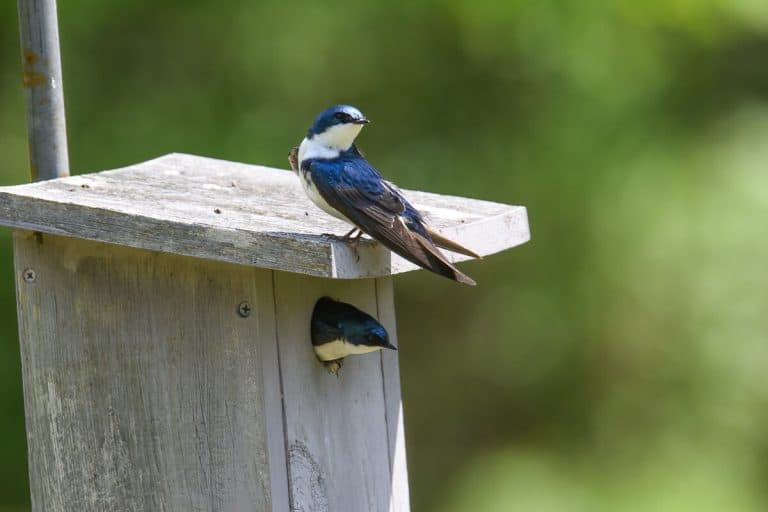 How Do Birds Find Birdhouses? Bird Feeder Hub