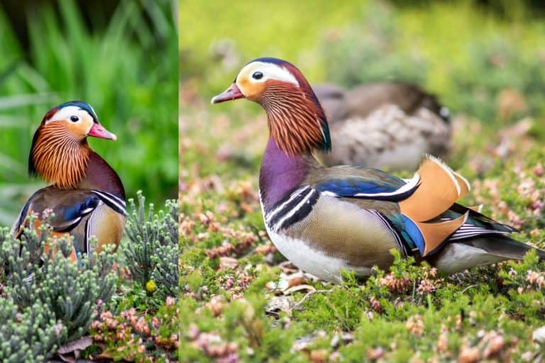 10 Facts about Mandarin Ducks (with Photos) Bird Feeder Hub