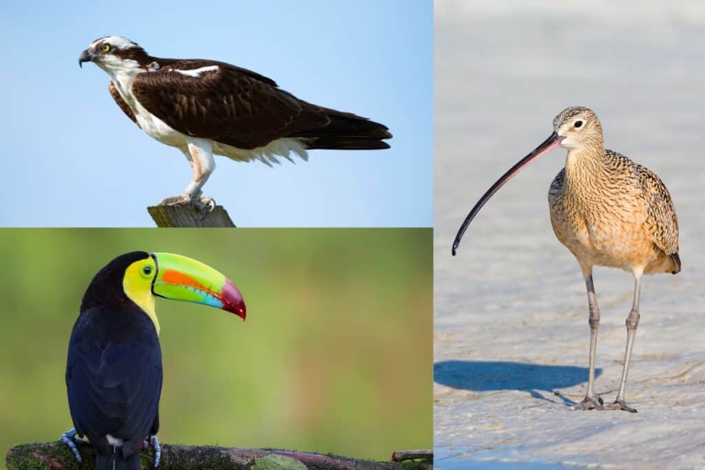 15 Birds With Curved Beaks (Photos) Bird Feeder Hub