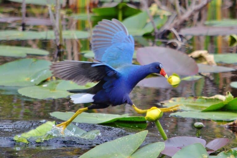 Rallen 13 Marsh Birds (Facts & Photos) - Bird Feeder Hub