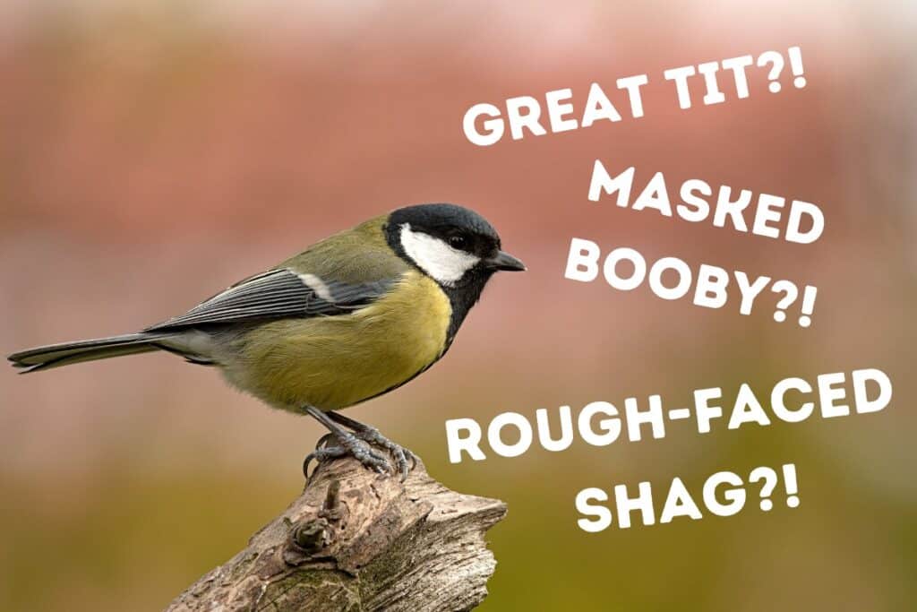 14-birds-with-weird-names-info-pics-bird-feeder-hub