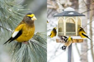 13 Facts About Evening Grosbeaks (with Photos)