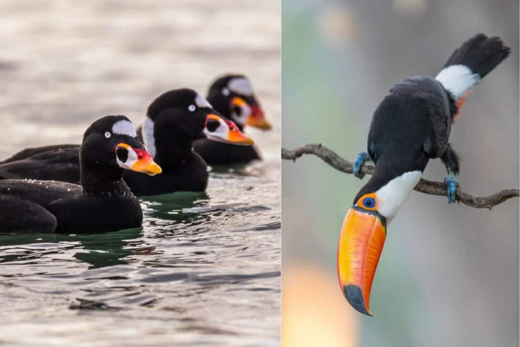 16 Black Birds With Orange Beaks (with Photos) Bird Feeder Hub