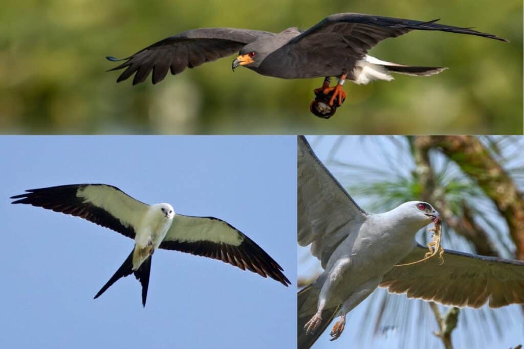 8 Species of Kites in North America Bird Feeder Hub