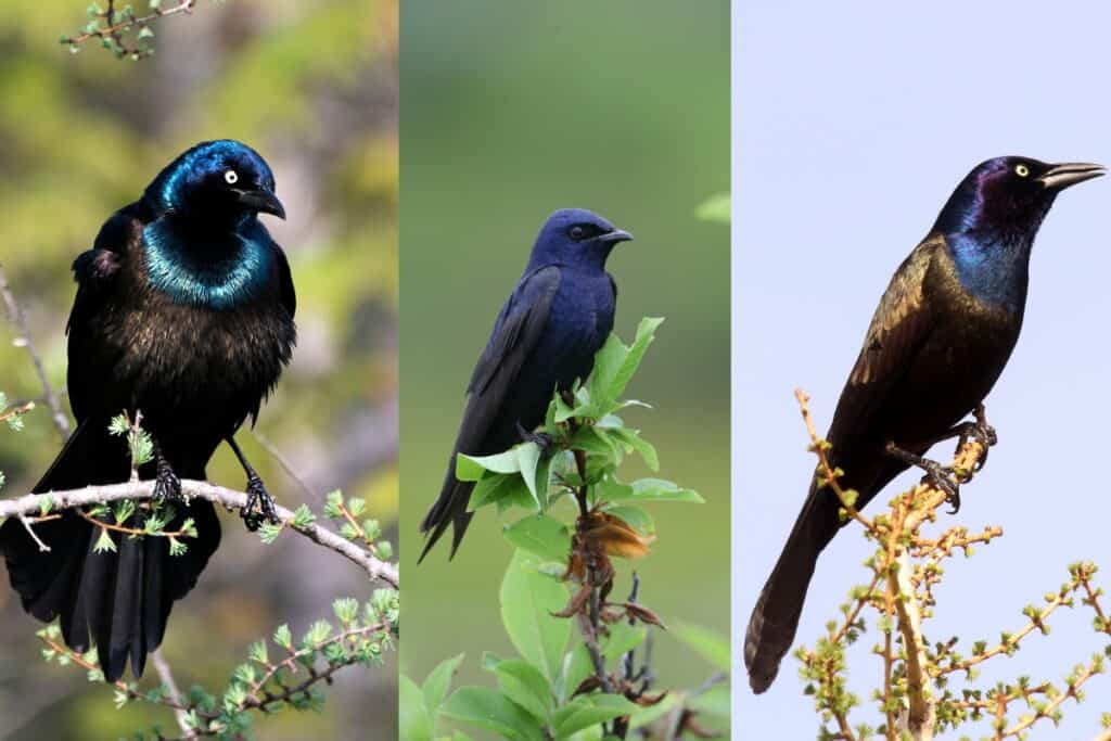 Black Birds with Blue Heads (7 species) Bird Feeder Hub