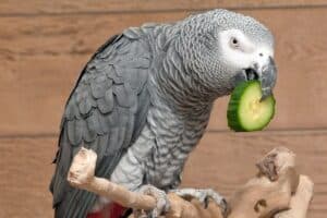 What Can African Greys Not Eat?