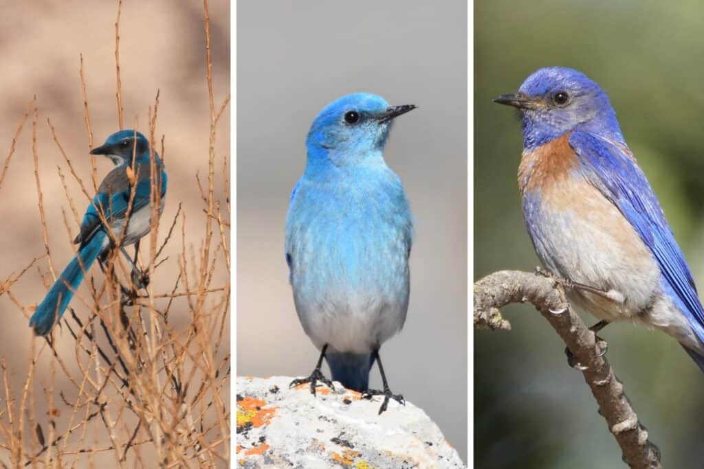 15 Blue Birds in California (with Photos) Bird Feeder Hub