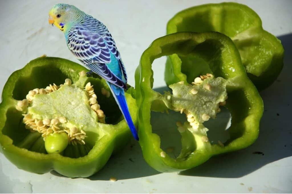 What Can Budgies Eat? (Fruits, Vegetables, Grains) Bird Feeder Hub