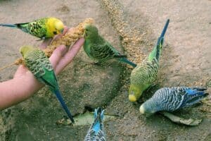 Can Pet Birds Tell You When They Are Hungry? 