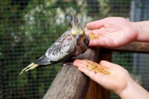 What Not to Feed Cockatiels (11 Examples)