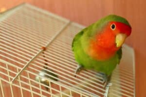 How Much Does a Lovebird Cost? 
