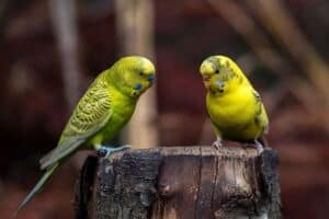 Budgie Senses