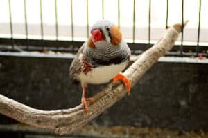 How Much Does a Finch Cost? - Bird Feeder Hub