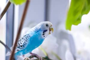 Can Budgies Talk?