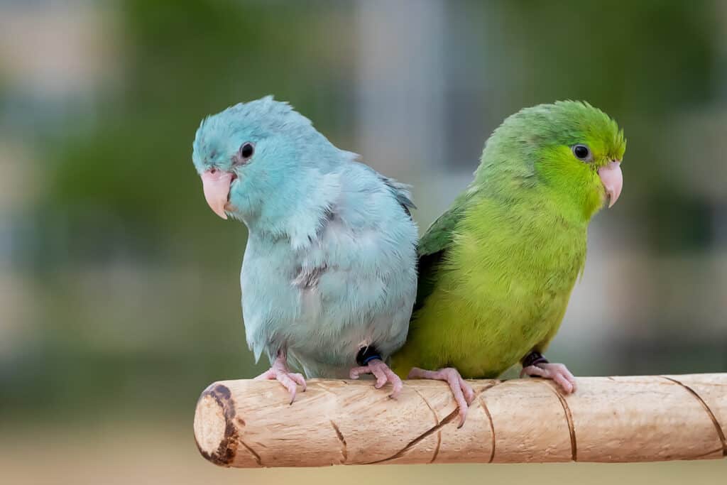 How Much Does a Parrotlet Cost? Bird Feeder Hub