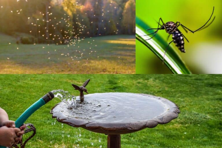 How to Keep Mosquitoes Out of Bird Baths (4 Tips) - Bird Feeder Hub