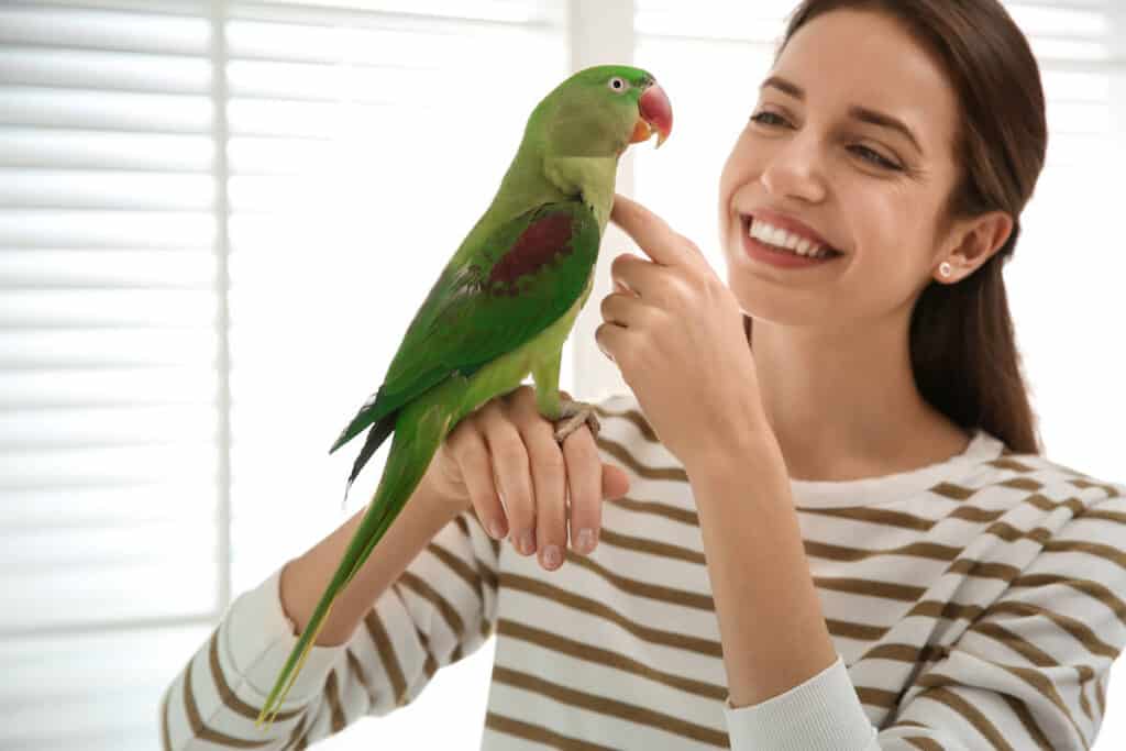 Pros And Cons Of Bird Feeders Pros and Cons of Owning a Pet Bird - Bird Feeder Hub