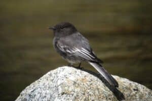 10 Small Black Birds With White Tail Feathers - Bird Feeder Hub