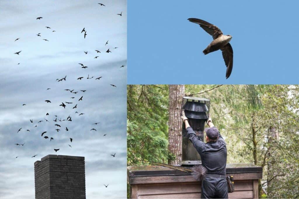 Birds That Live In Chimneys Bird Feeder Hub